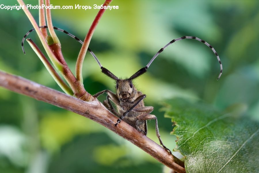 Butterfly, Insect, Invertebrate, Moth, Cricket Insect, Grasshopper, Arachnid
