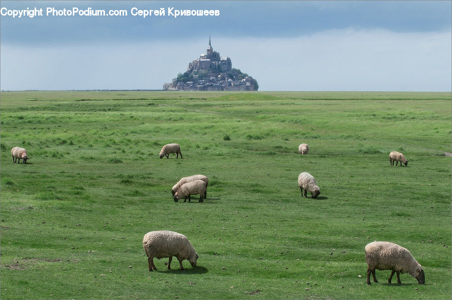 Animal, Mammal, Sheep, Countryside, Grassland, Meadow, Outdoors
