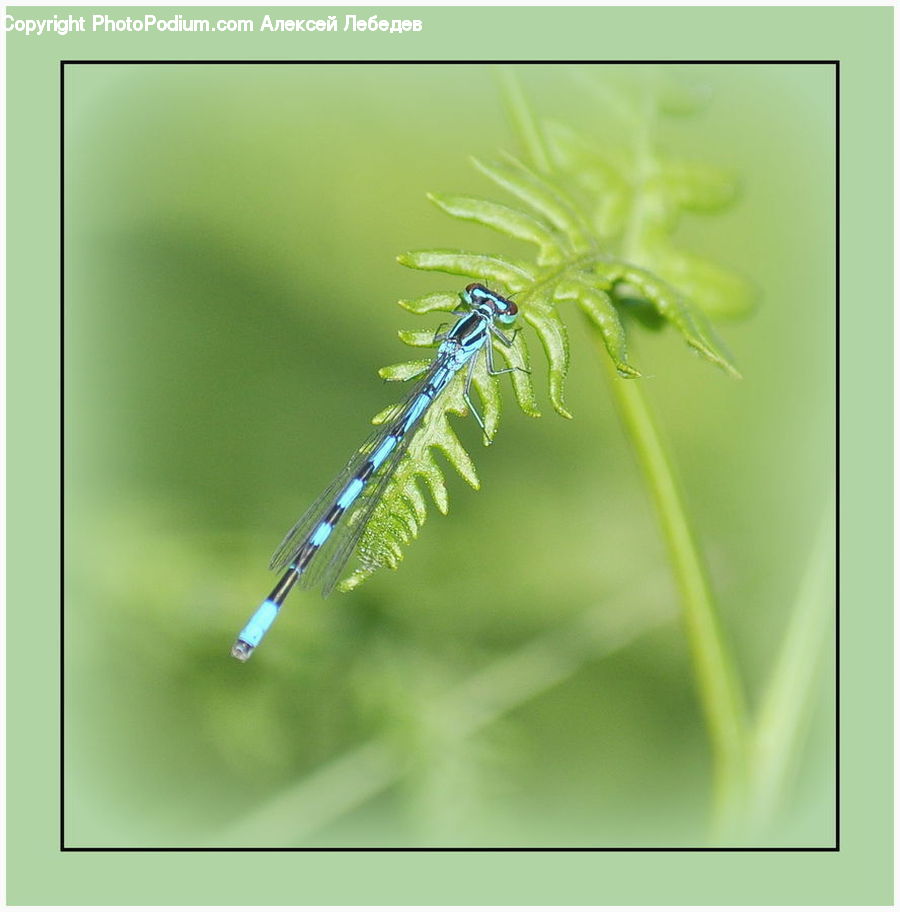 Anisoptera, Dragonfly, Insect, Invertebrate, Blossom, Flora, Flower