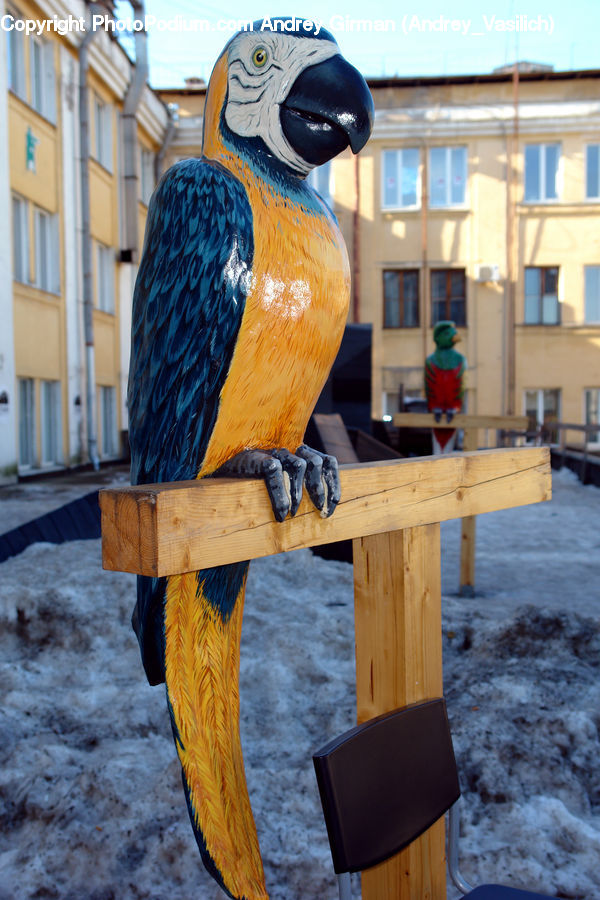 People, Person, Human, Bird, Macaw, Parrot, Beak