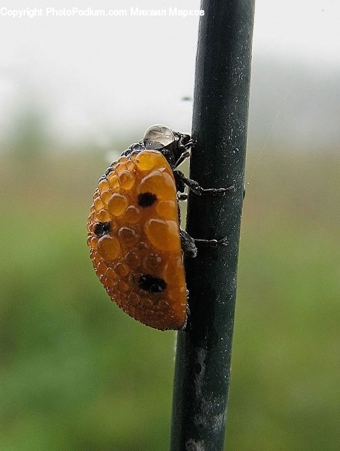 Rust, Aphid, Insect, Invertebrate, Birch, Tree, Wood