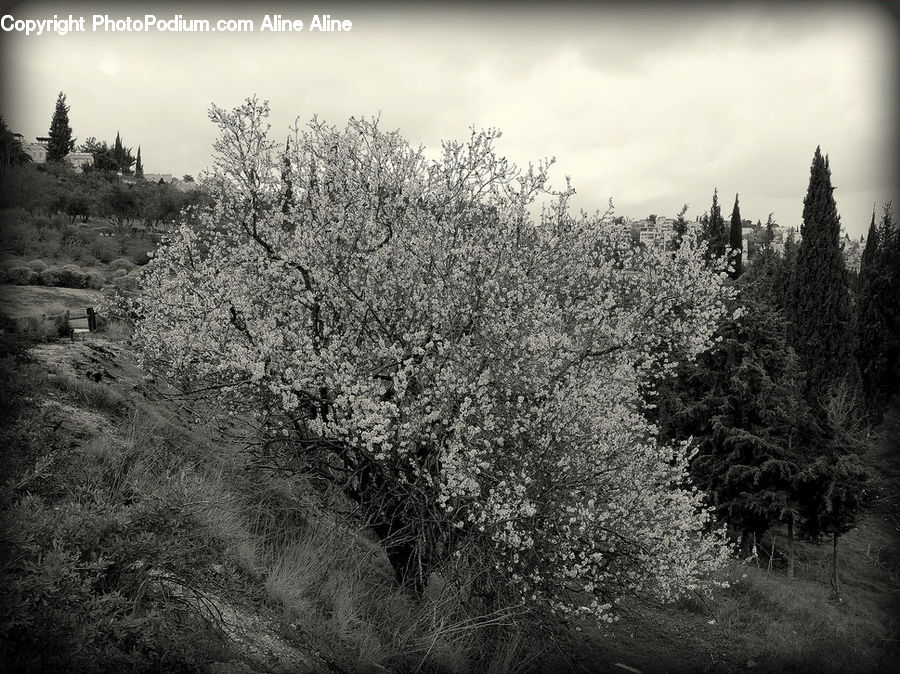 Bush, Plant, Vegetation, Blossom, Flora, Flower, Forest