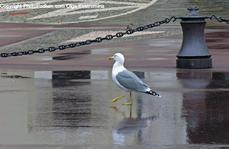 Bird, Seagull, Beach, Coast, Outdoors, Sea, Water