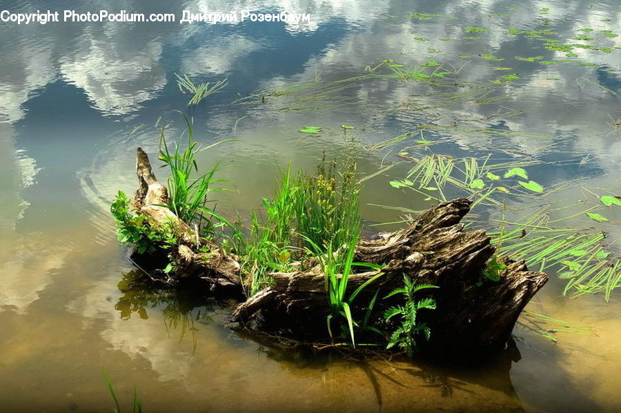 Plant, Potted Plant, Outdoors, Pond, Water, Land, Marsh