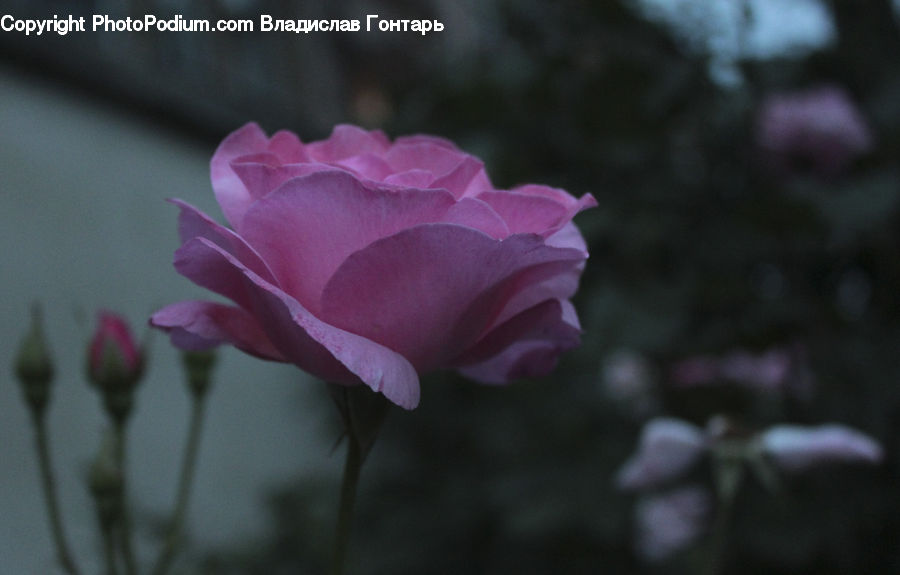 Blossom, Carnation, Flower, Plant, Flora, Geranium, Rose