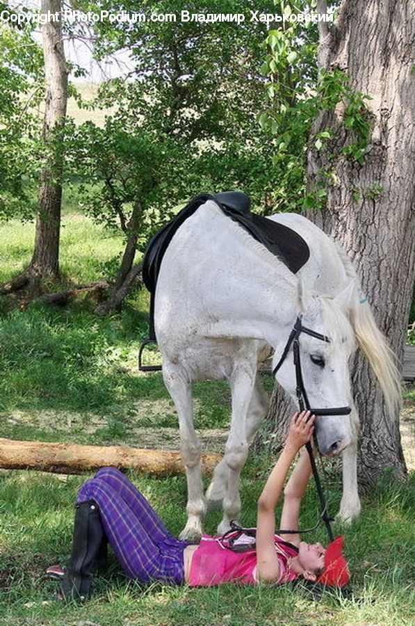 Animal, Horse, Mammal, Ivy, Plant, Vine, Stallion