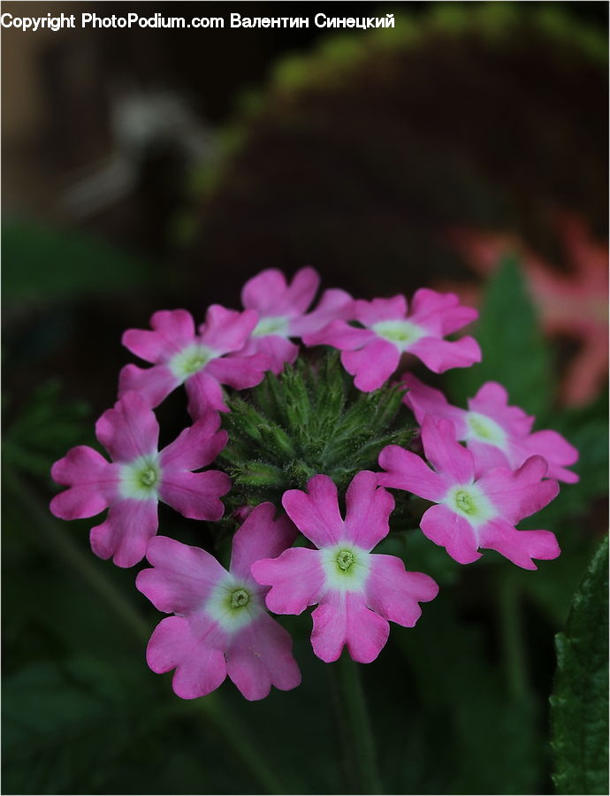 Blossom, Flora, Flower, Geranium, Plant, Violet, Petal