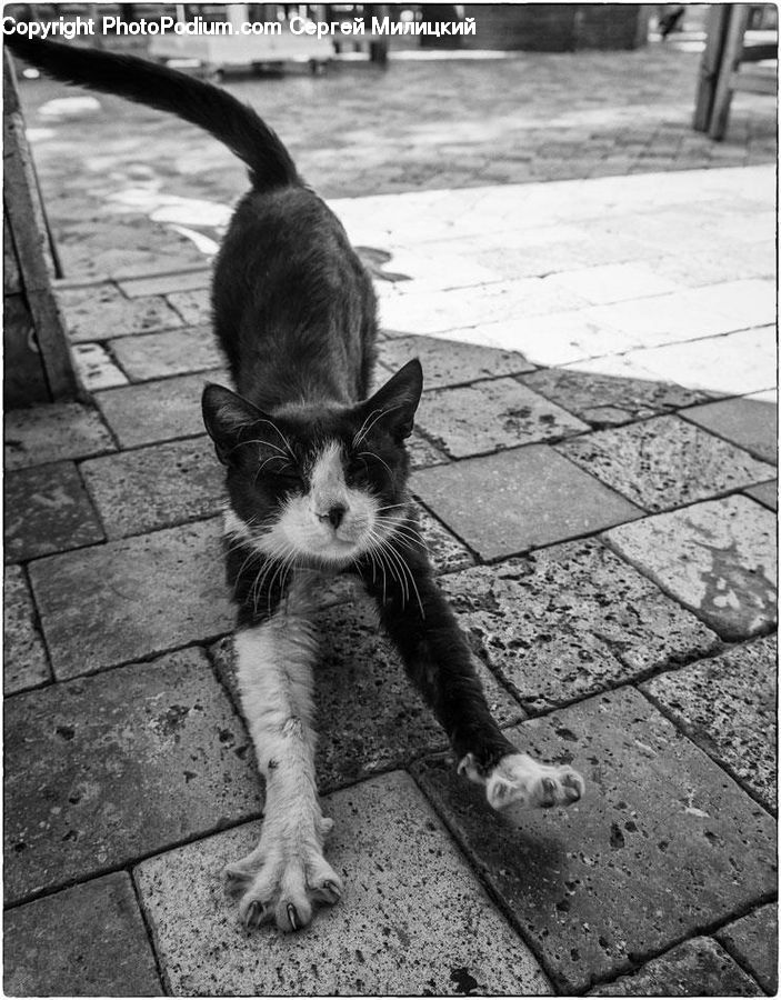 Animal, Adorable, Alley, Alleyway, Road, Street, Town