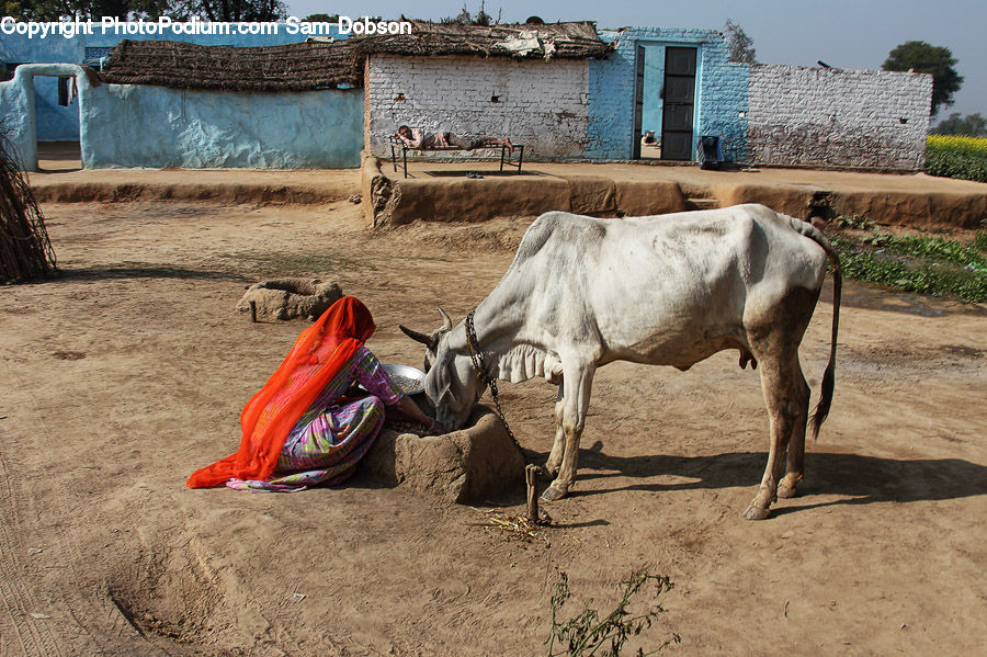 Bull, Bullfighter, Bullfighting, Bunker, Angus, Animal, Mammal