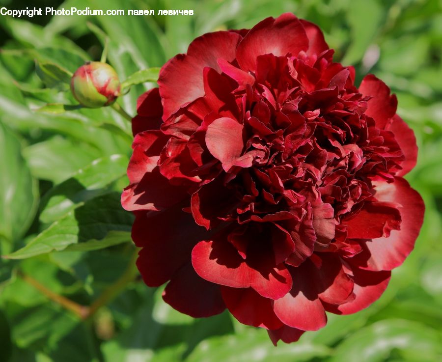 Blossom, Flower, Peony, Plant, Flora, Geranium, Carnation