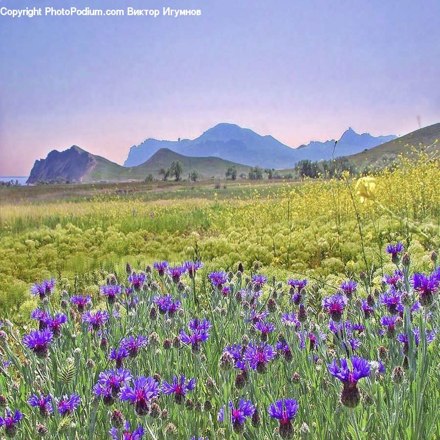 Blossom, Crocus, Flora, Flower, Plant, Iris, Field