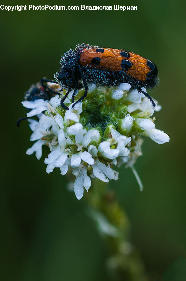 Andrena, Apidae, Bee, Bumblebee, Honey Bee, Insect, Invertebrate