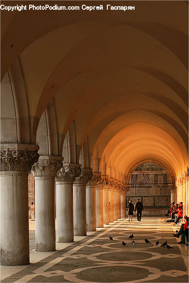 Column, Pillar, Crypt, Aisle, Corridor, Bird, Pigeon