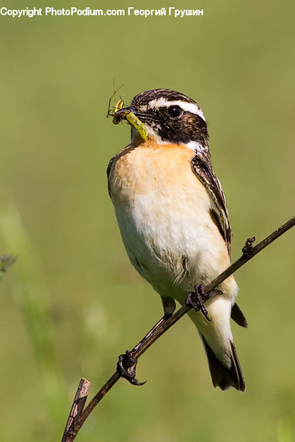 Bird, Swallow, Wren