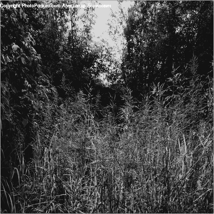 Grass, Plant, Reed, Forest, Vegetation, Blossom, Flora