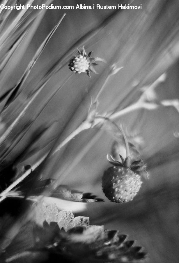 Flora, Pollen, Plant, Potted Plant, Anther, Flower, Petal