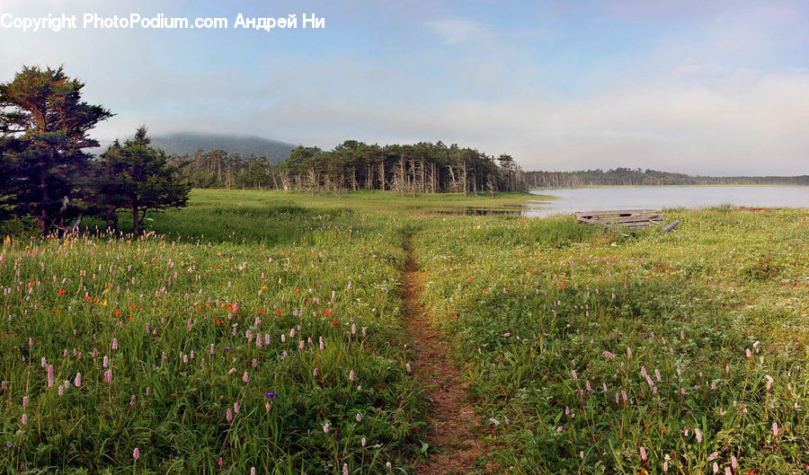 Field, Grass, Grassland, Land, Outdoors, Meadow, Pasture