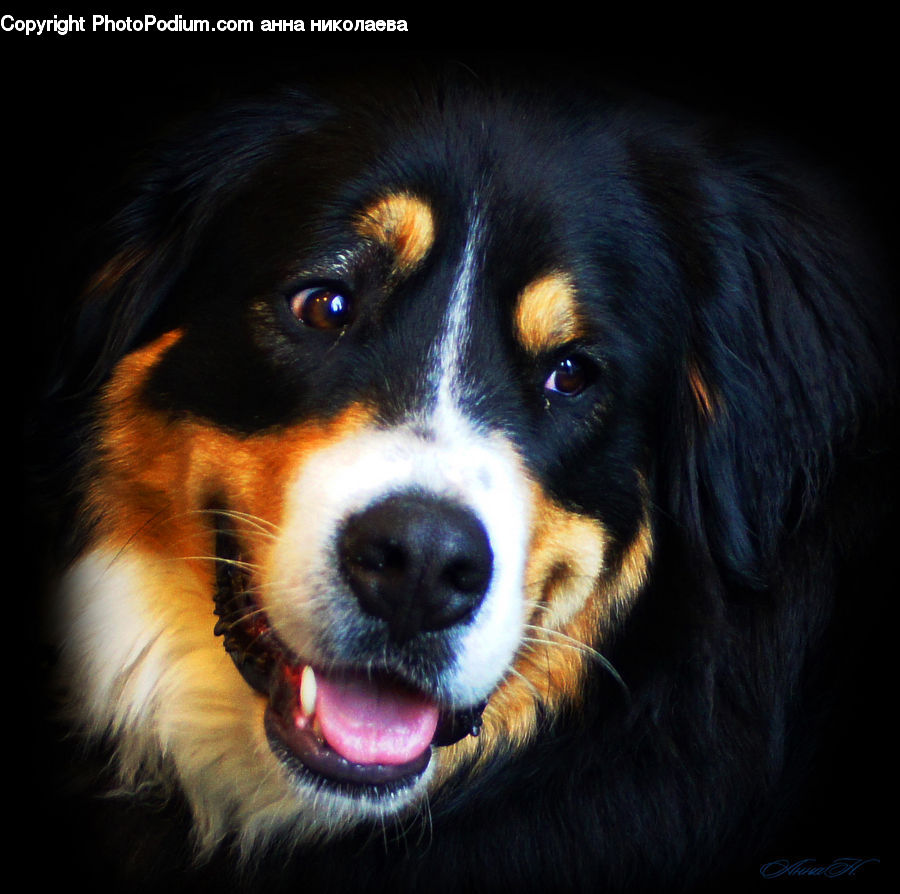 Animal, Canine, Collie, Dog, Mammal, Pet, Cocker Spaniel