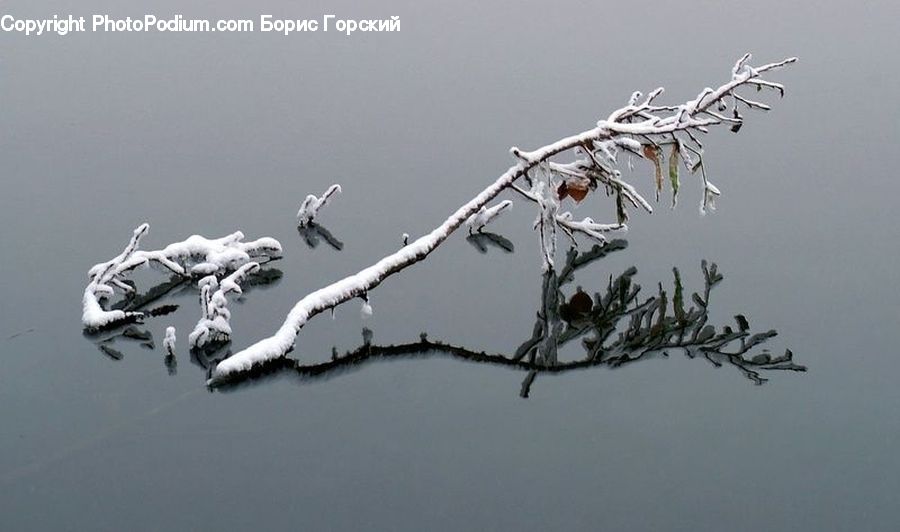 Flying, Conifer, Fir, Plant, Tree, Snow, Snow Angel