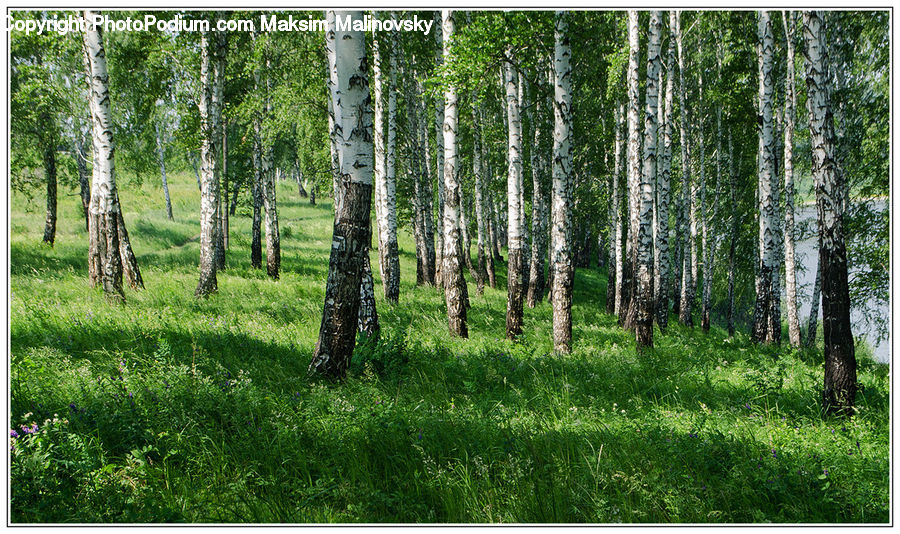 Birch, Tree, Wood, Forest, Vegetation, Fir, Grove