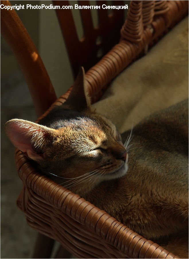 Abyssinian, Animal, Cat, Mammal, Pet, Furniture