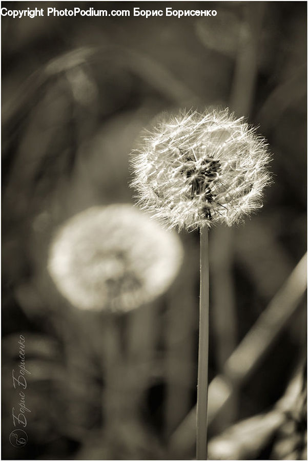 Dandelion, Flower, Plant, Weed, Blossom, Flora, Daisies
