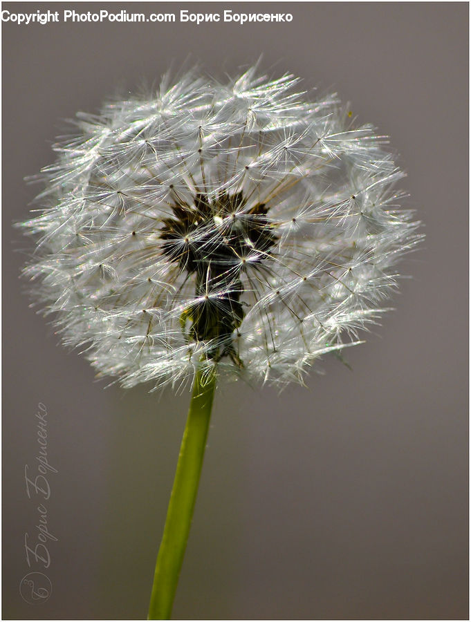 Dandelion, Flower, Plant, Daisies, Daisy, Blossom, Flora