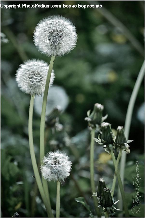 Allium, Blossom, Flora, Flower, Plant, Dandelion, Apiaceae