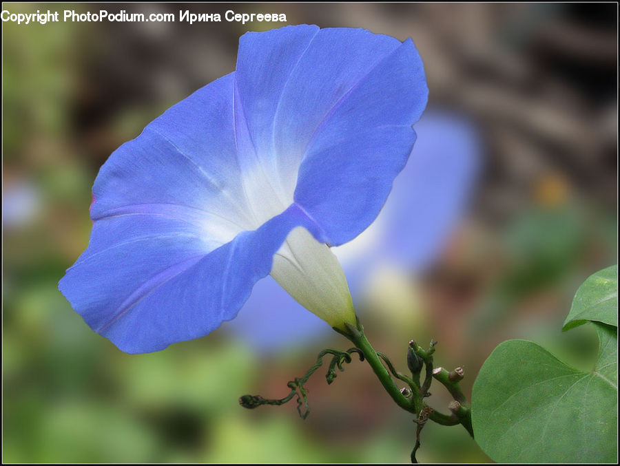 Fiber, Flax, Flora, Flower, Plant, Blossom, Geranium
