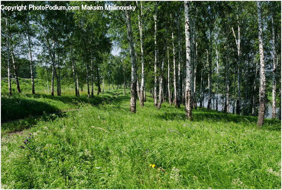 Birch, Tree, Wood, Fir, Forest, Grove, Vegetation