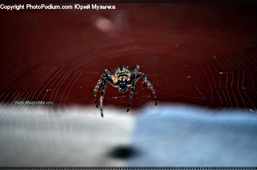 Arachnid, Garden Spider, Insect, Invertebrate, Spider, Droplet, Emblem