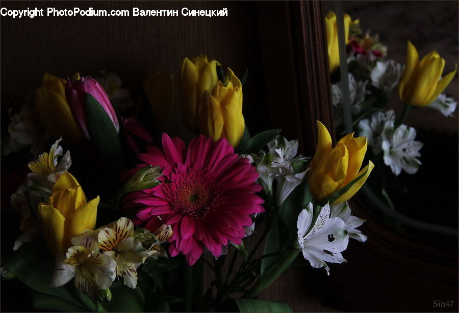Plant, Potted Plant, Banana, Fruit, Floral Design, Flower, Flower Arrangement