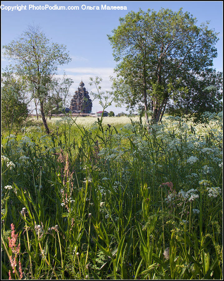 Field, Grass, Grassland, Plant, Land, Outdoors, Blossom