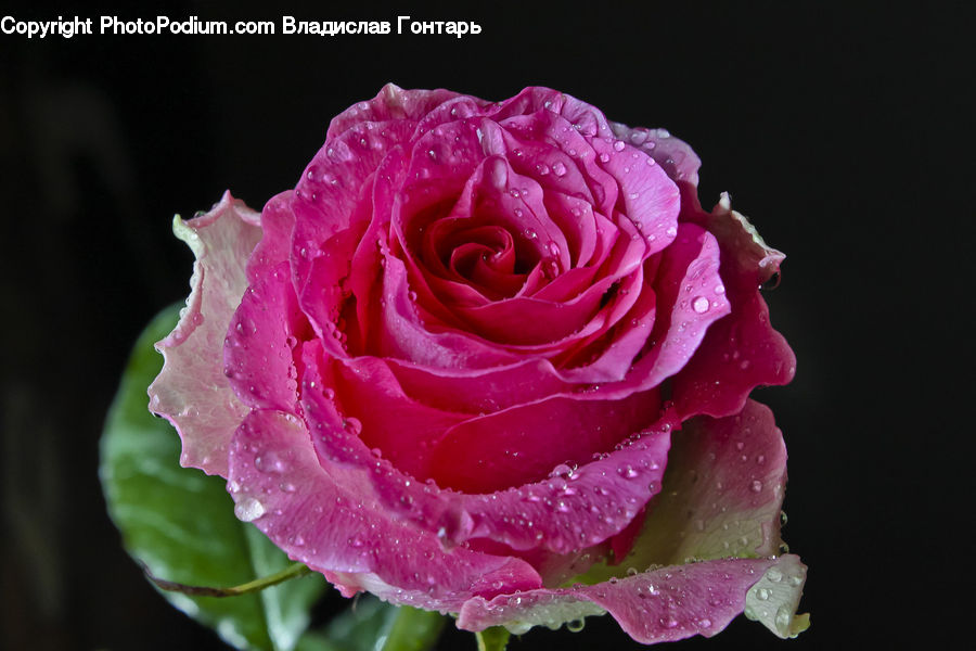 Blossom, Flower, Plant, Rose, Carnation, Flora, Flower Arrangement