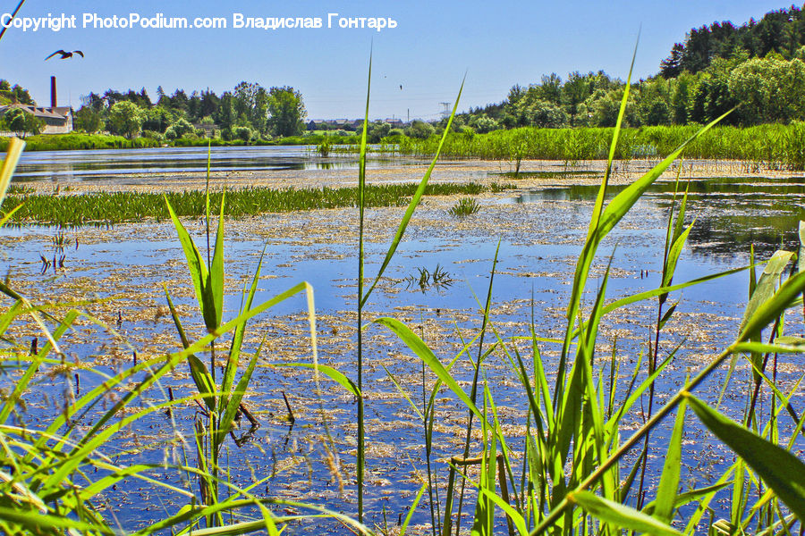 Outdoors, Pond, Water, Field, Grass, Grassland, Plant