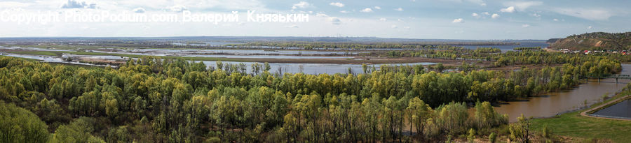 Land, Marsh, Outdoors, Swamp, Water, Conifer, Fir