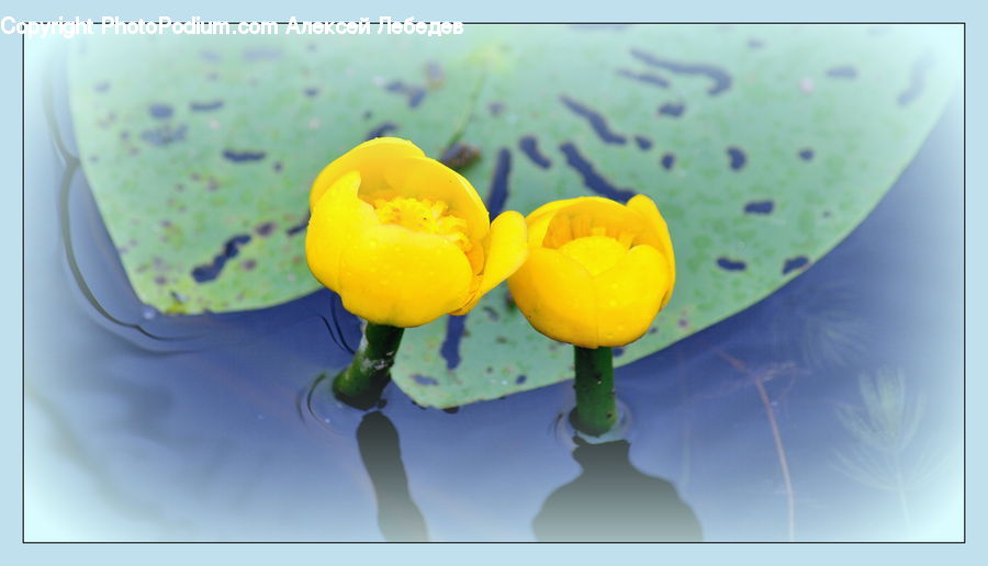Flower, Lily, Plant, Pond Lily, Blossom, Crocus, Flora