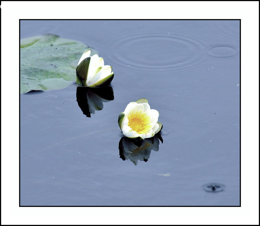 Flower, Lily, Plant, Pond Lily, Blossom, Daffodil, Flora