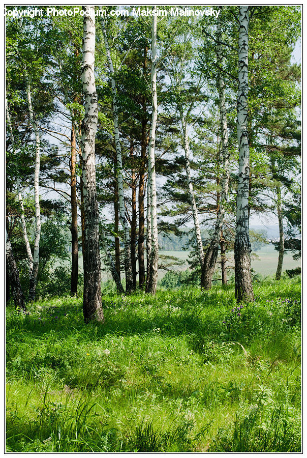 Birch, Tree, Wood, Forest, Jungle, Vegetation, Grove