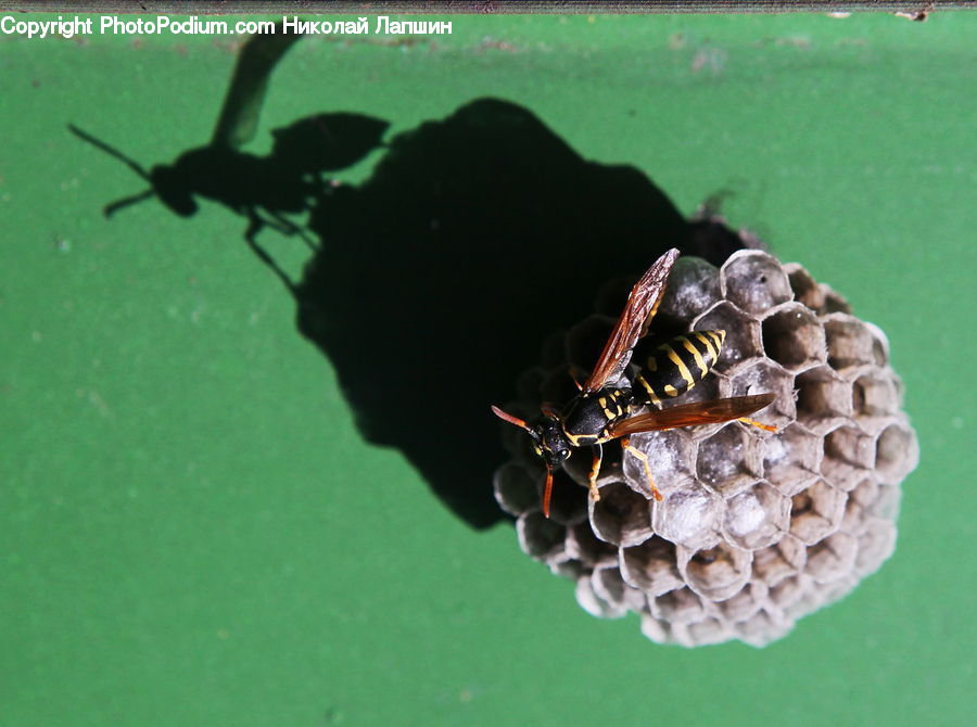 Bee, Hornet, Insect, Invertebrate, Wasp, Cockroach