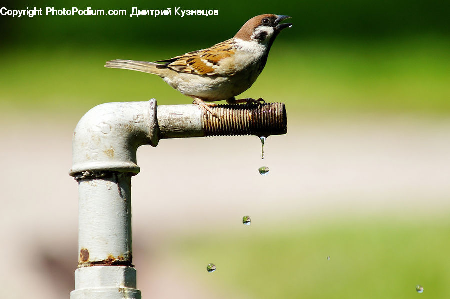 Bird, Sparrow