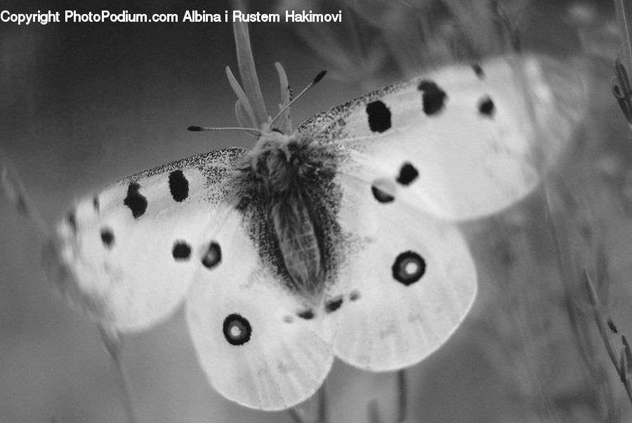 Butterfly, Insect, Invertebrate, Arachnid, Garden Spider, Spider, Anther