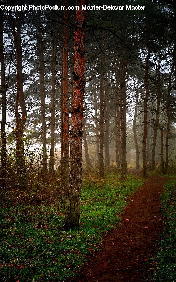 Forest, Vegetation, Conifer, Fir, Plant, Tree, Dirt Road