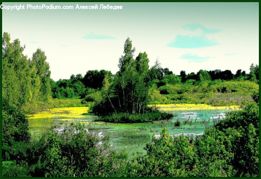Plant, Potted Plant, Outdoors, Pond, Water, Conifer, Tree