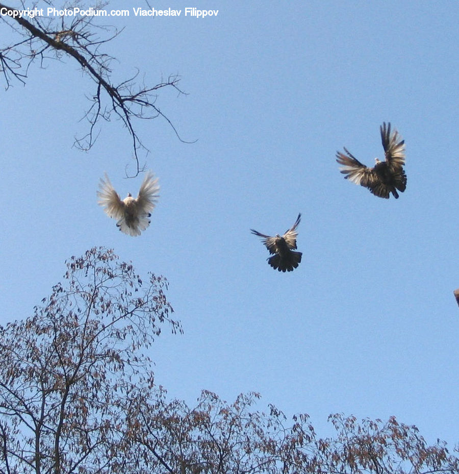 Bird, Crane Bird, Heron