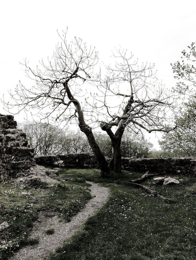 Oak, Tree, Wood, Plant, Forest, Grove, Land