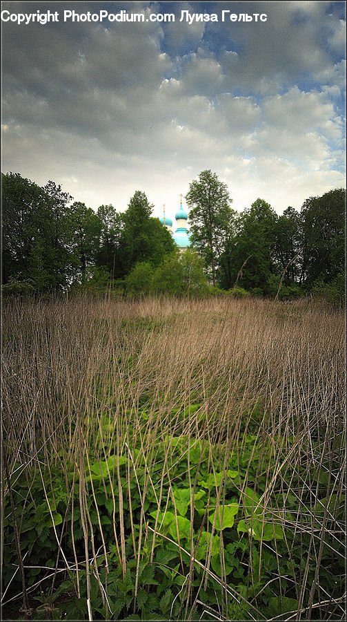 Field, Grass, Grassland, Plant, Land, Outdoors, Grain