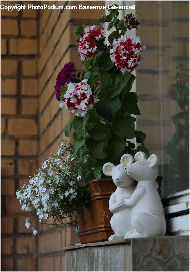 Plant, Potted Plant, Blossom, Flower, Rose, Floral Design, Flower Arrangement