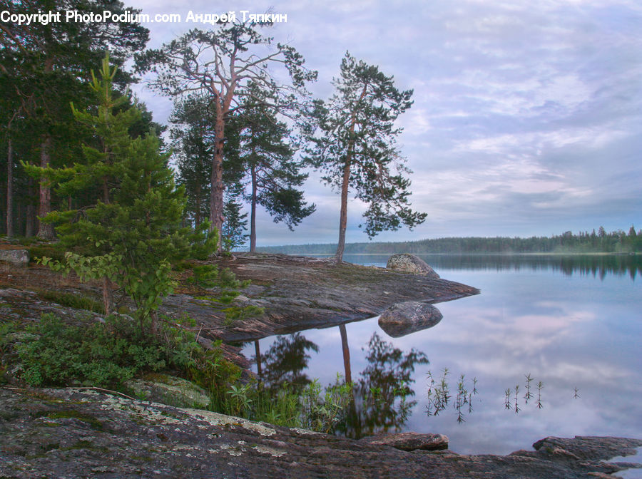 Landscape, Nature, Scenery, Water, Land, Marsh, Pond