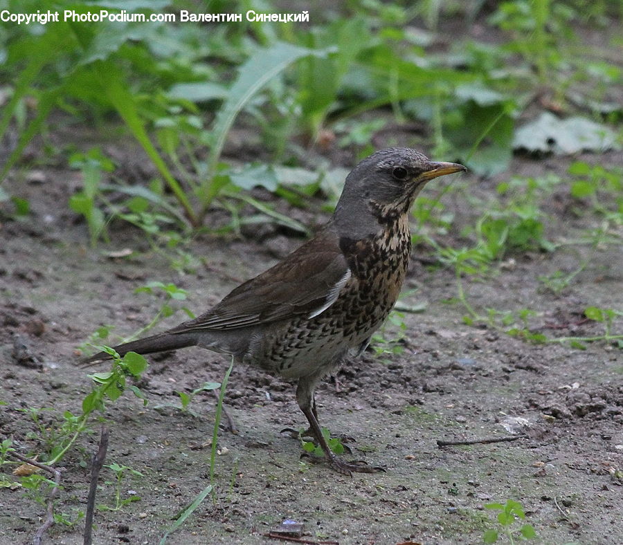 Bird, Blackbird, Wren, Anthus, Finch, Beak, Flicker Bird